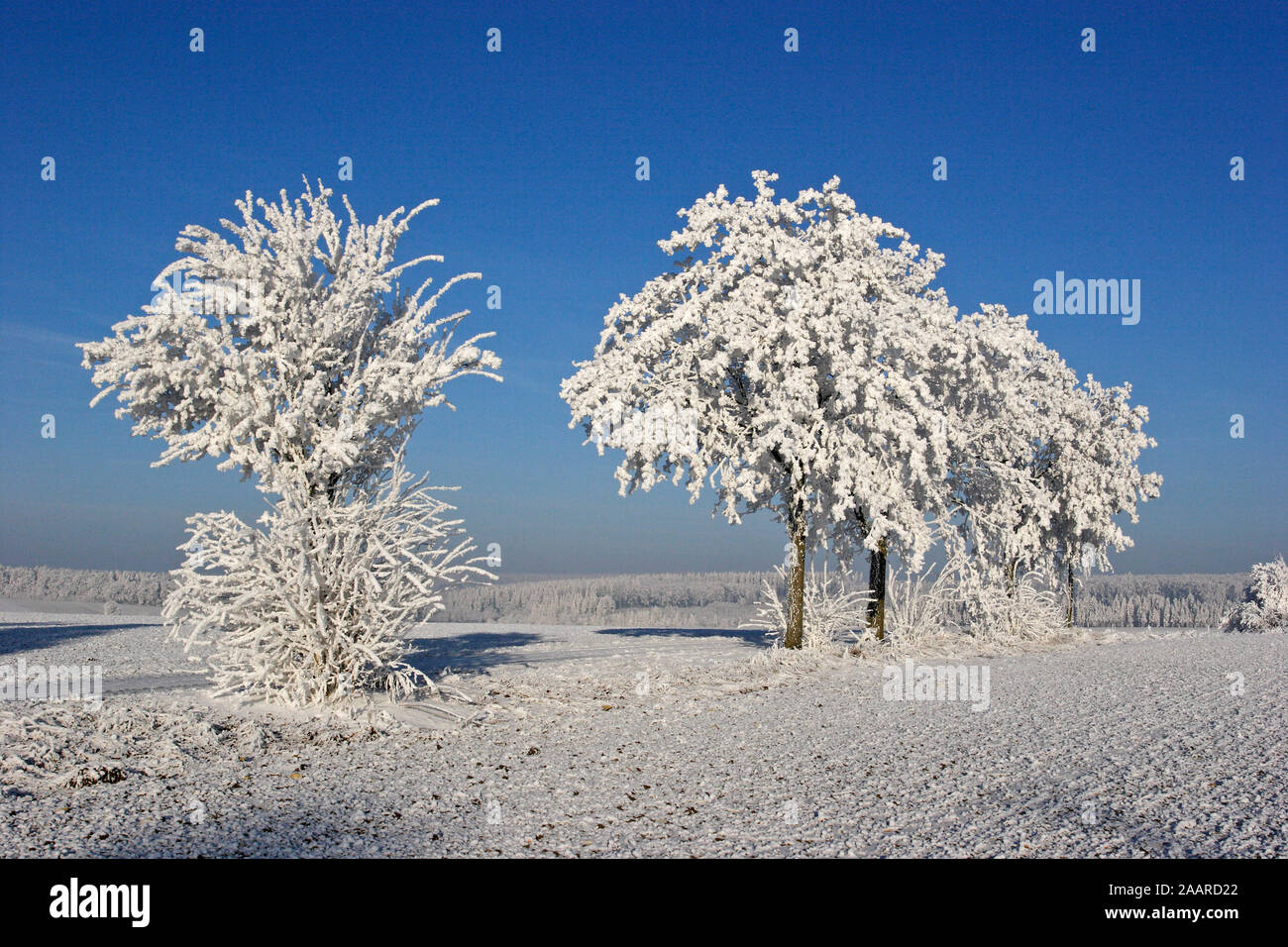 Baeume baume hi-res stock photography and images - Alamy
