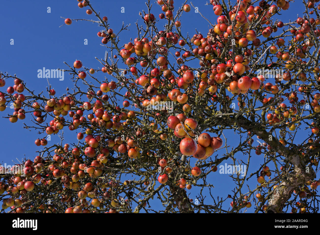 Apfelbaum mit reifen Früchten im Winter Stock Photo