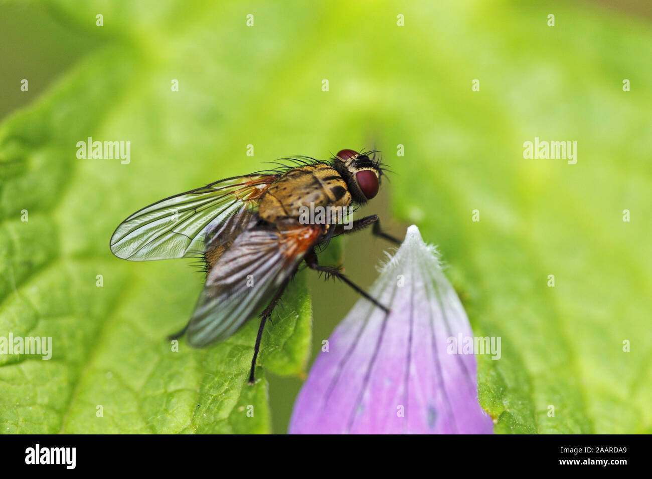 Stubenfliege (Musca domestica) Stock Photo