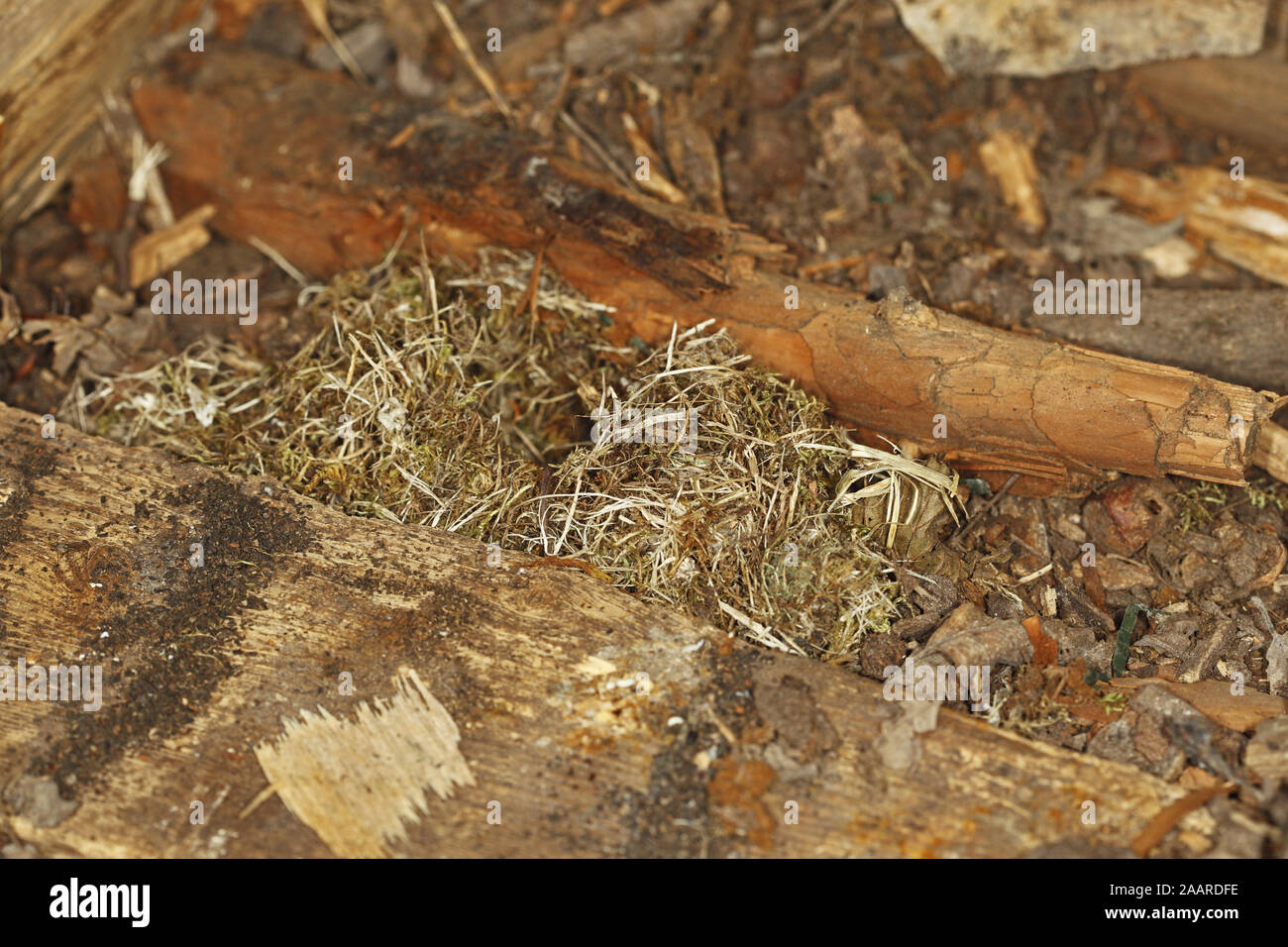 Nest einer Rötelmaus (Myodes glareolus) unter einem Holzstapel Stock Photo