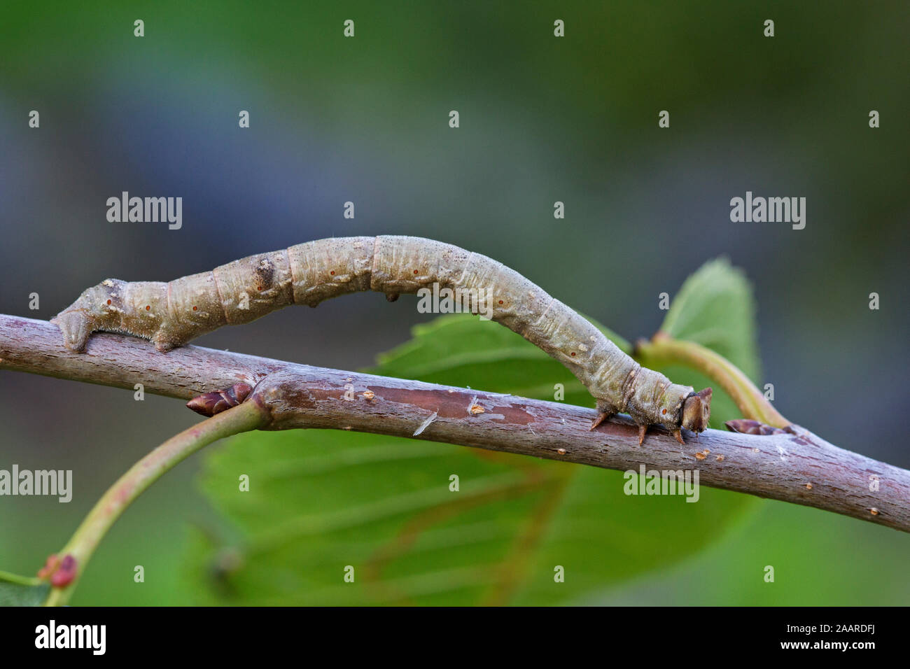 Birkenspanner, Biston betularia, Nachtfalter, Schmetterling, Stock Photo