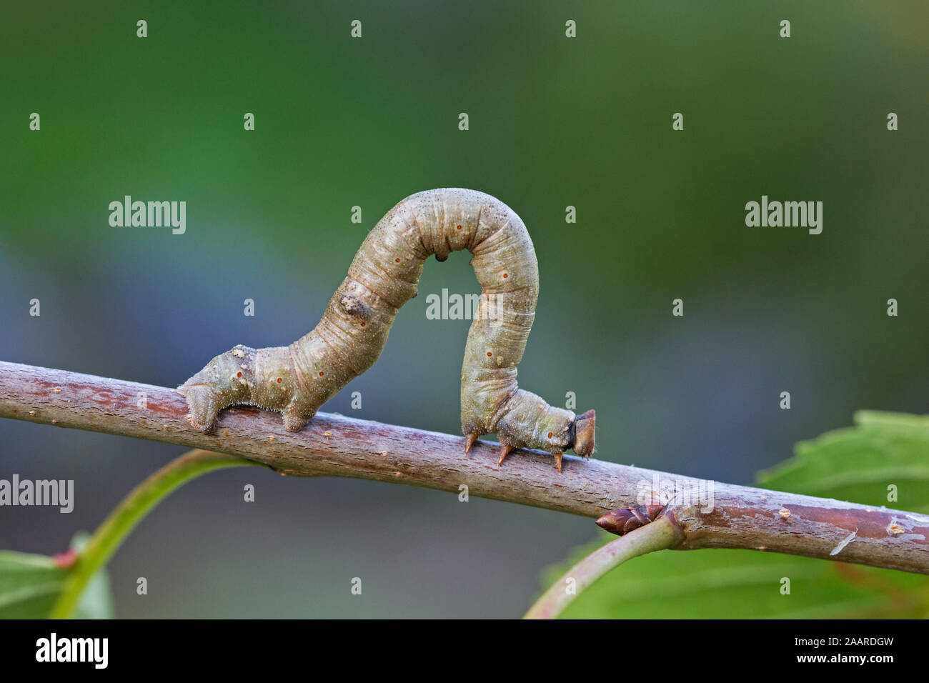 Birkenspanner, Biston betularia, Nachtfalter, Schmetterling, Stock Photo