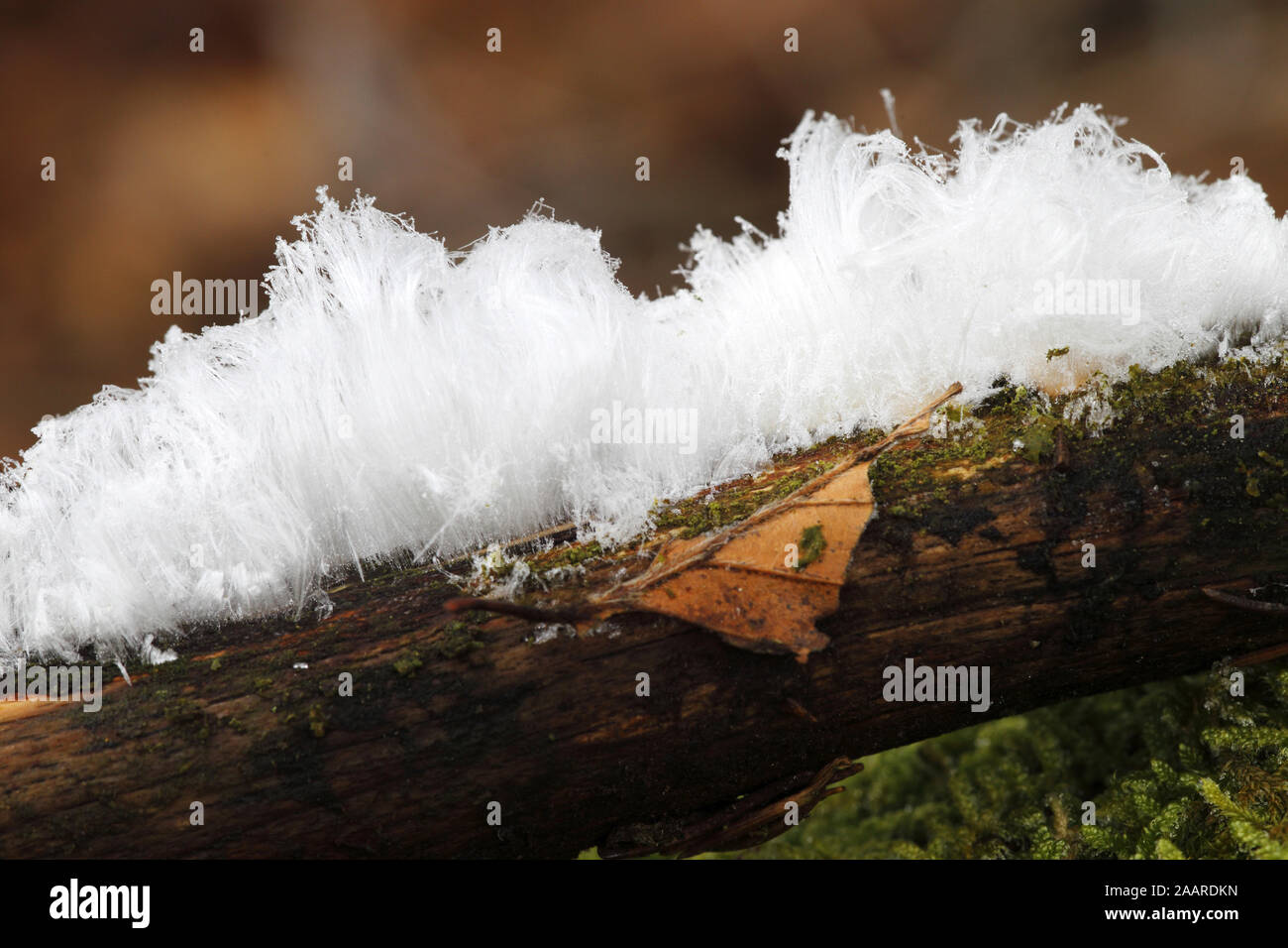 Haareis, Eisbildung, Morsches Holz, Stock Photo