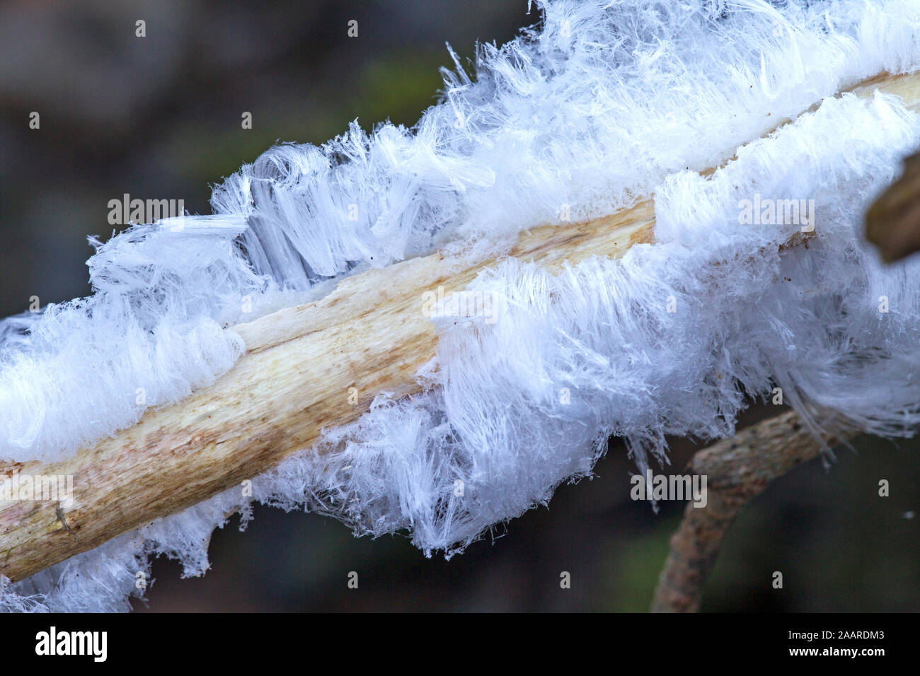 Haareis, Eisbildung, Morsches Holz, Stock Photo