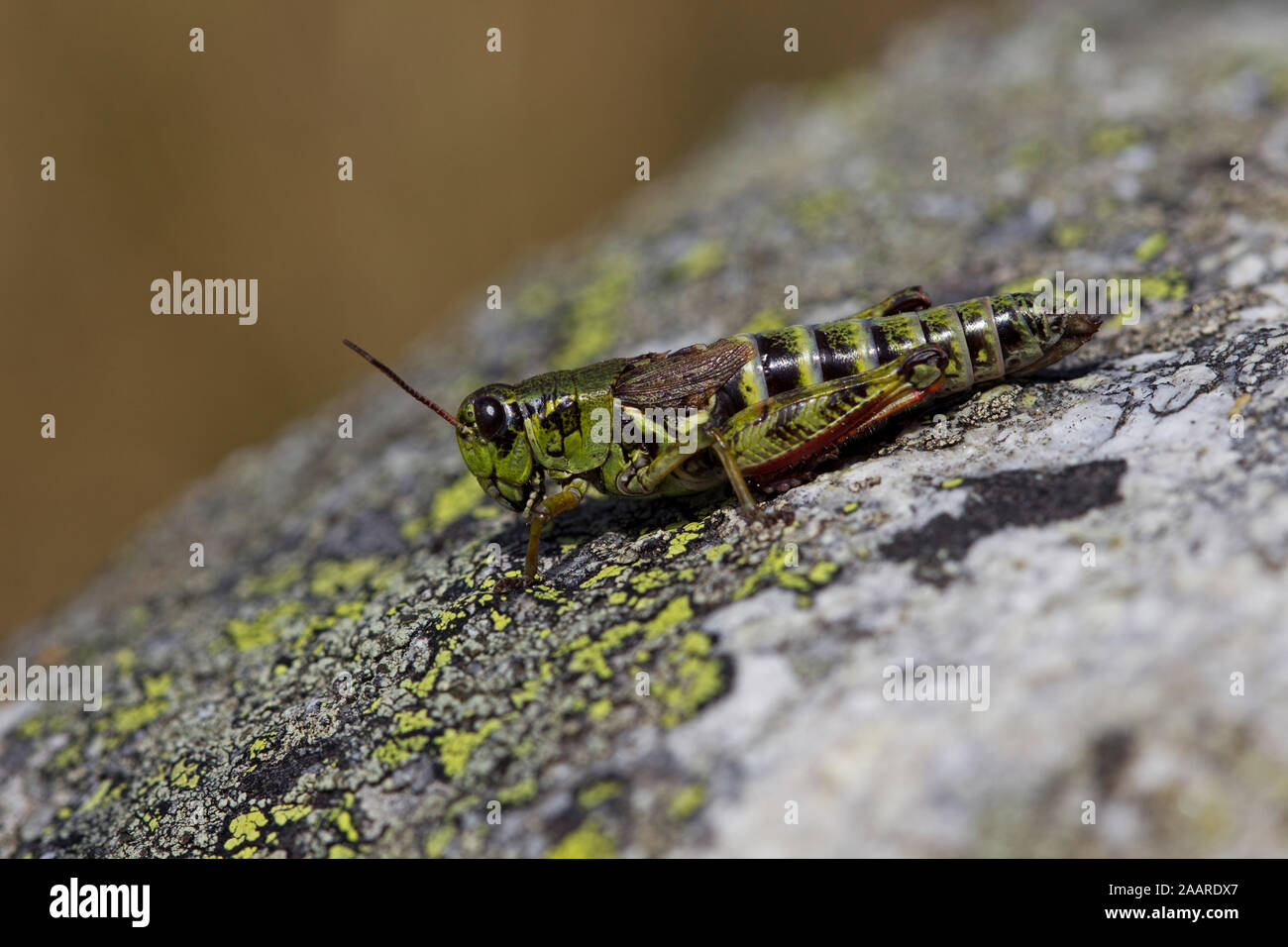 Nordische Gebirgsschrecke (Melanoplus frigidus) Stock Photo