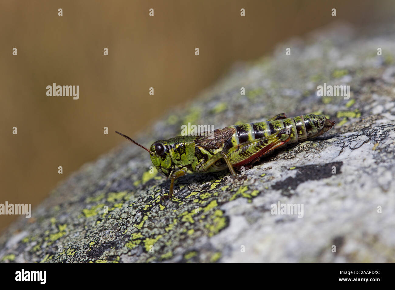 Nordische Gebirgsschrecke (Melanoplus frigidus) Stock Photo