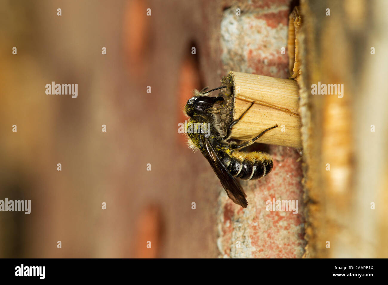 Hahnenfuß Scherenbiene (Chelostoma Florisomne) Stock Photo