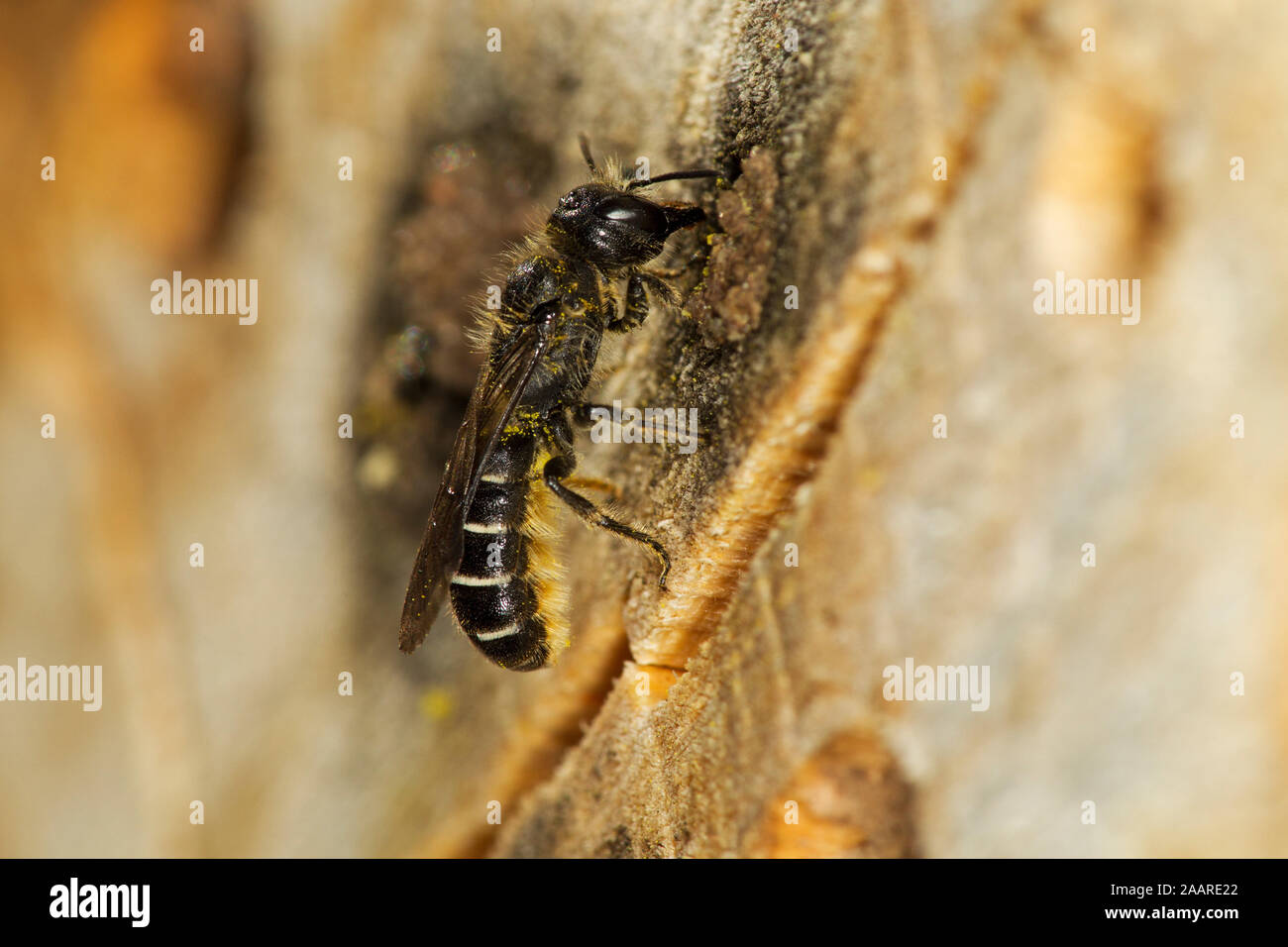 Hahnenfuß Scherenbiene (Chelostoma Florisomne) Stock Photo