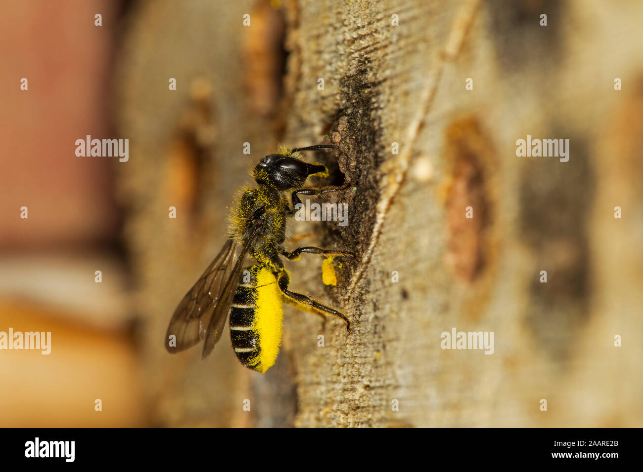 Hahnenfuß Scherenbiene (Chelostoma Florisomne) Stock Photo