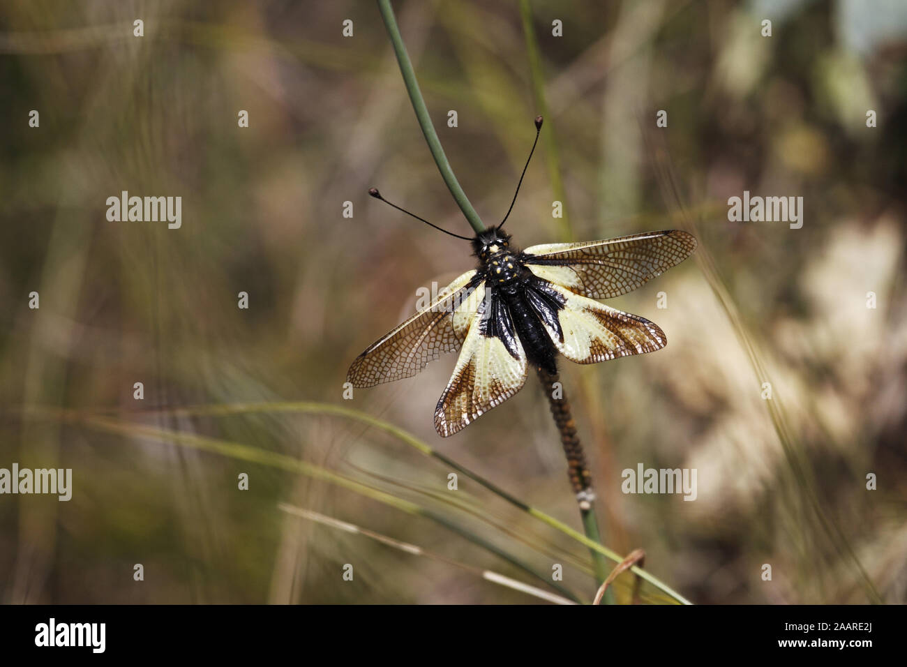 Schmetterlingshaft (Ascalaphus libelluloides) bei der Eiablage Stock Photo