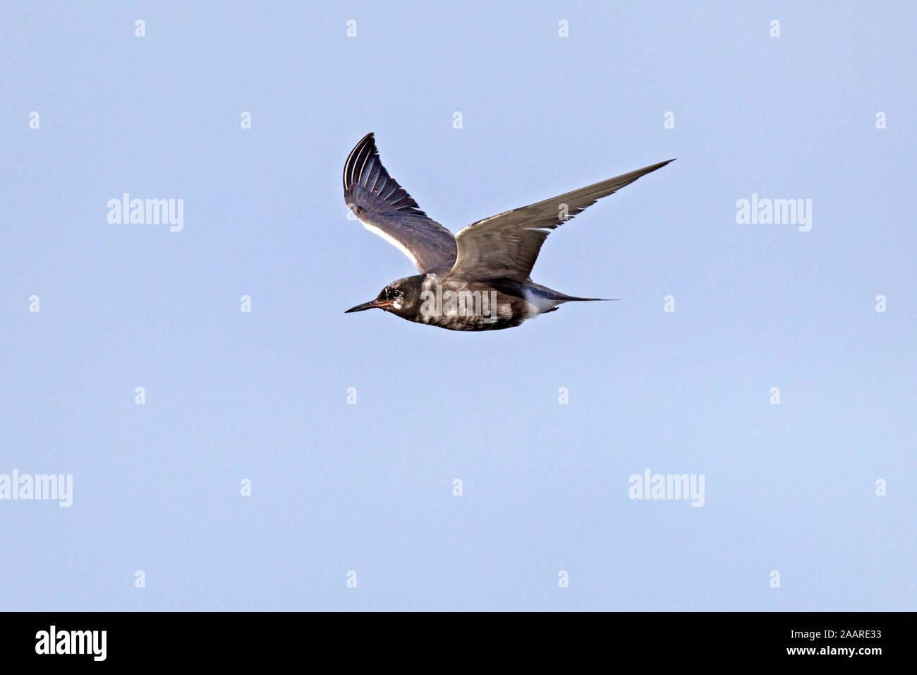 Trauerseeschwalbe (Chlidonias niger) Stock Photo