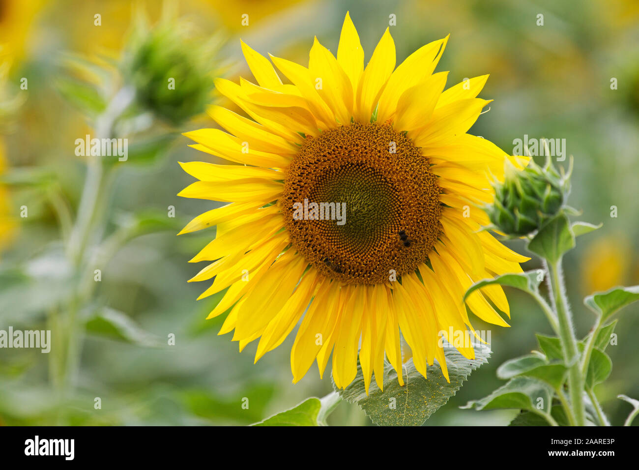 Gewöhnliche Sonnenblume (Helianthus annuus) Stock Photo