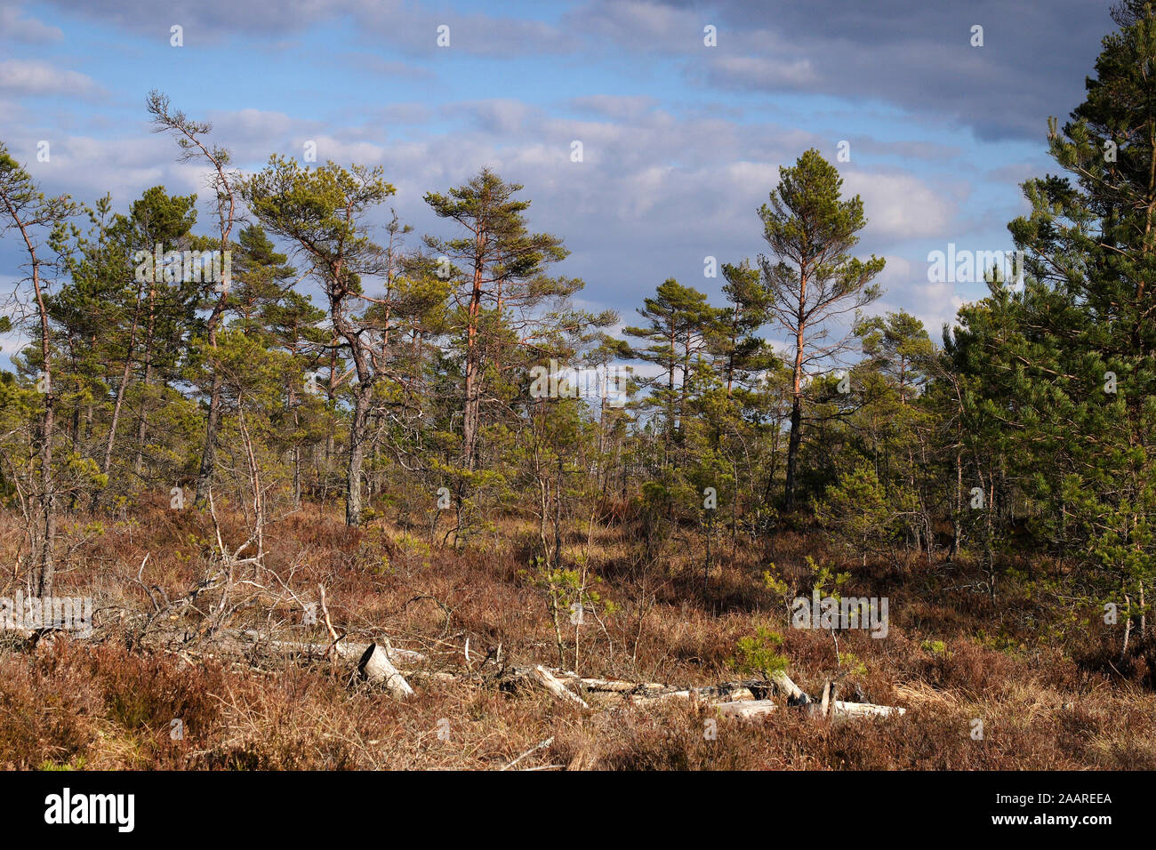 Schweden; Moor; Kuleskog; Fruehjahr Stock Photo