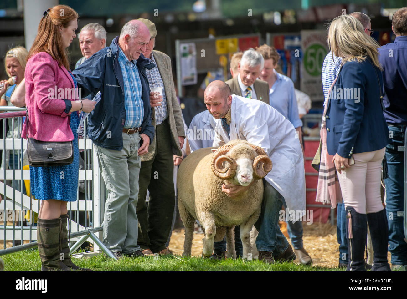 Judges examine different breeds of sheep participating in the Great