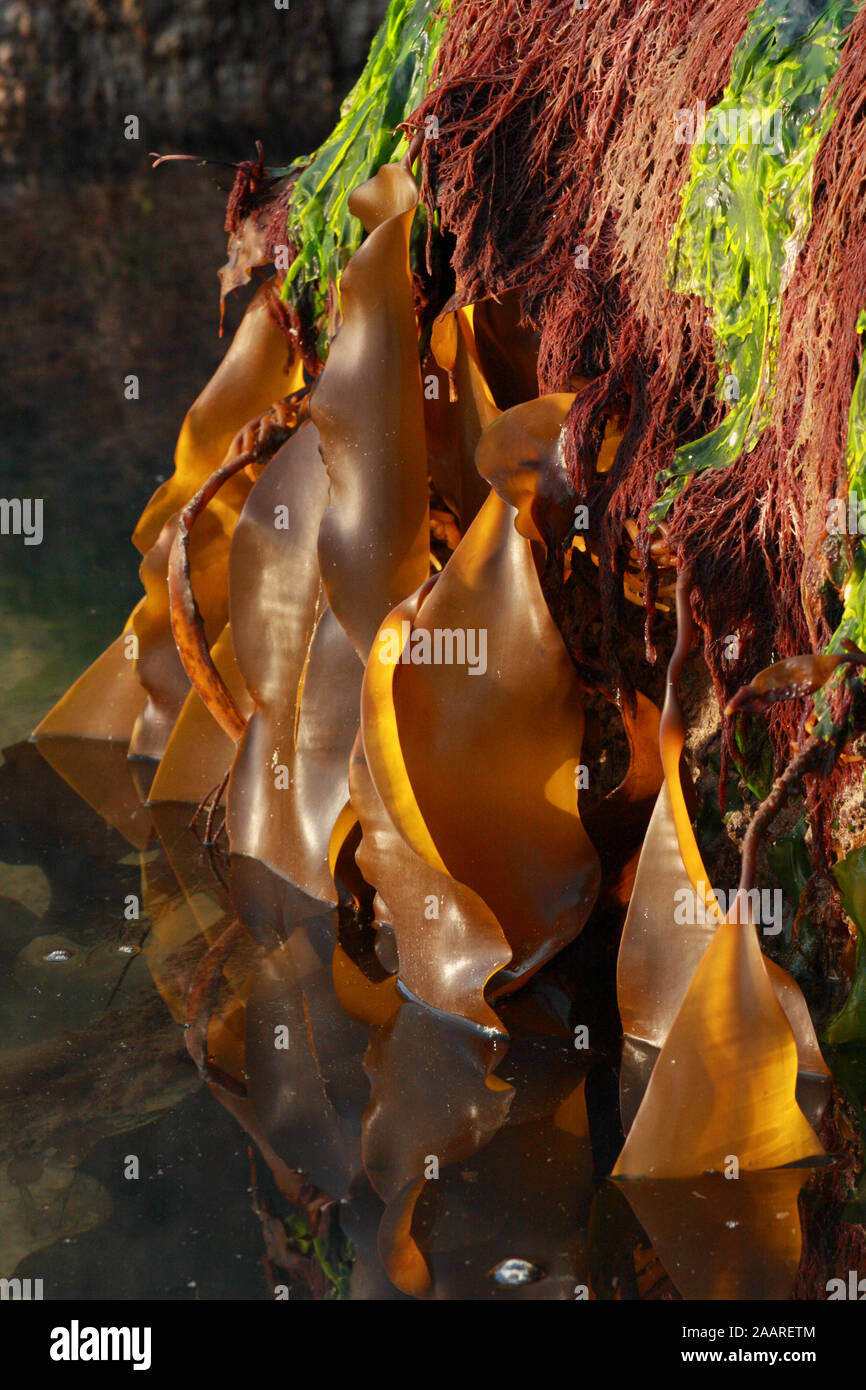 Seetang High Resolution Stock Photography And Images Alamy