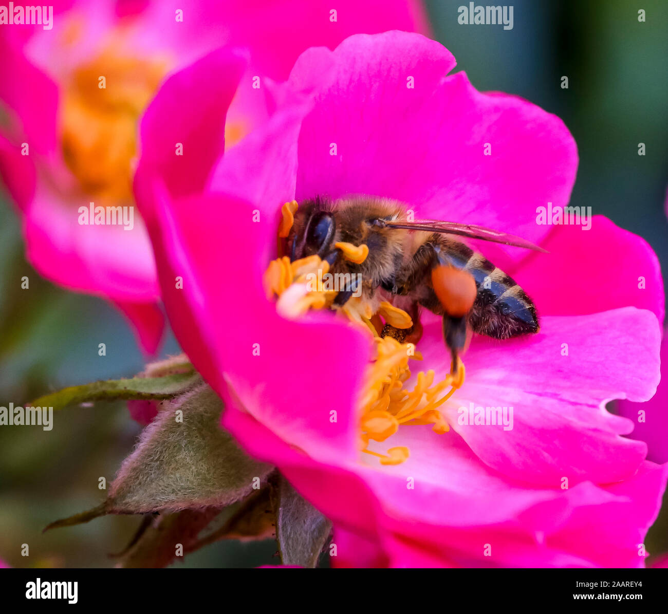 Bee Eating Roses bee on wild rose flower Stock Photo - Alamy