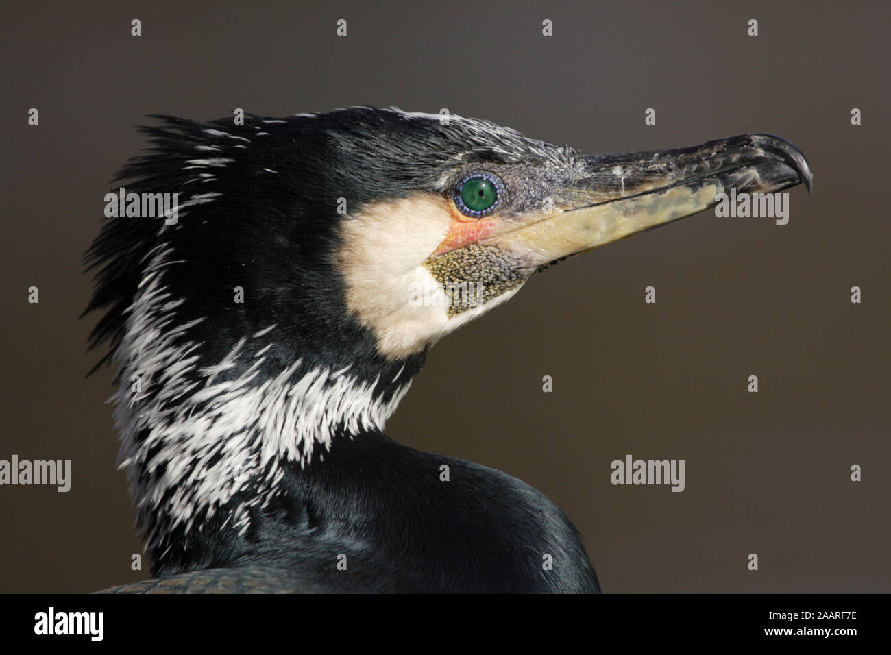 Kormoran (phalacrocorax carbo) Stock Photo