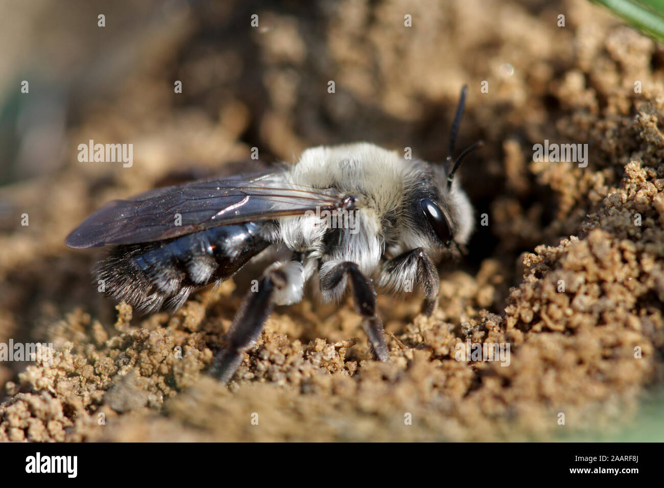 Sandbiene (regeandrena vaga) Stock Photo