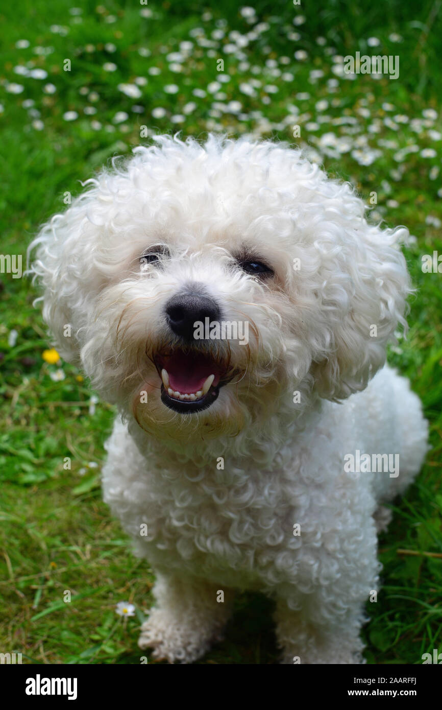 Happy White Bichon Frise Dog Stock Photo Alamy
