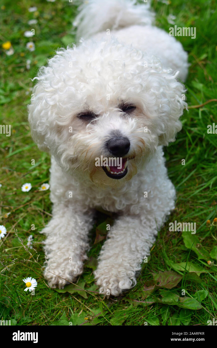 white bijon frise