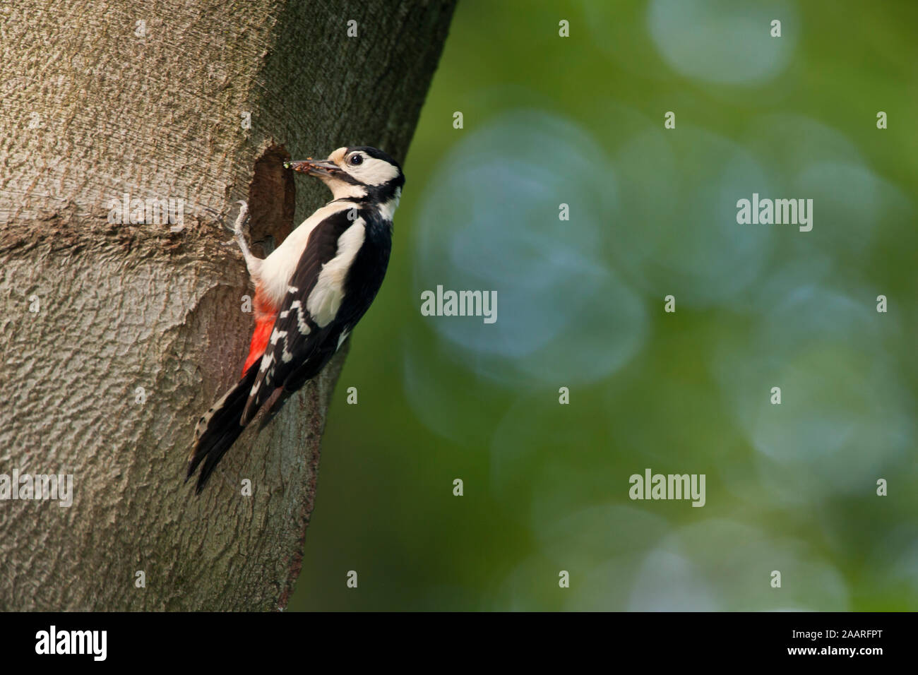 Buntspecht (picoides major) Stock Photo