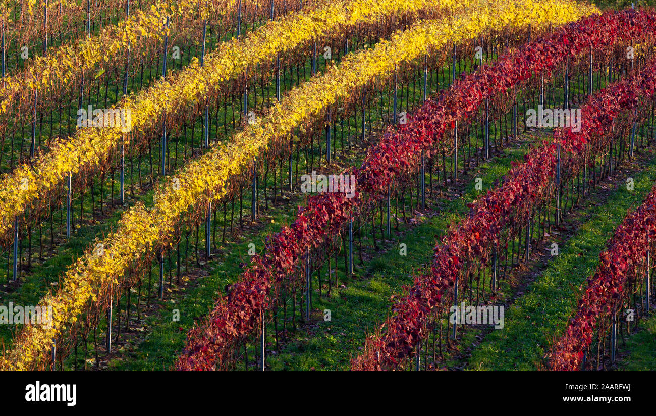 Weinberg am Leimener Steinbruch Stock Photo