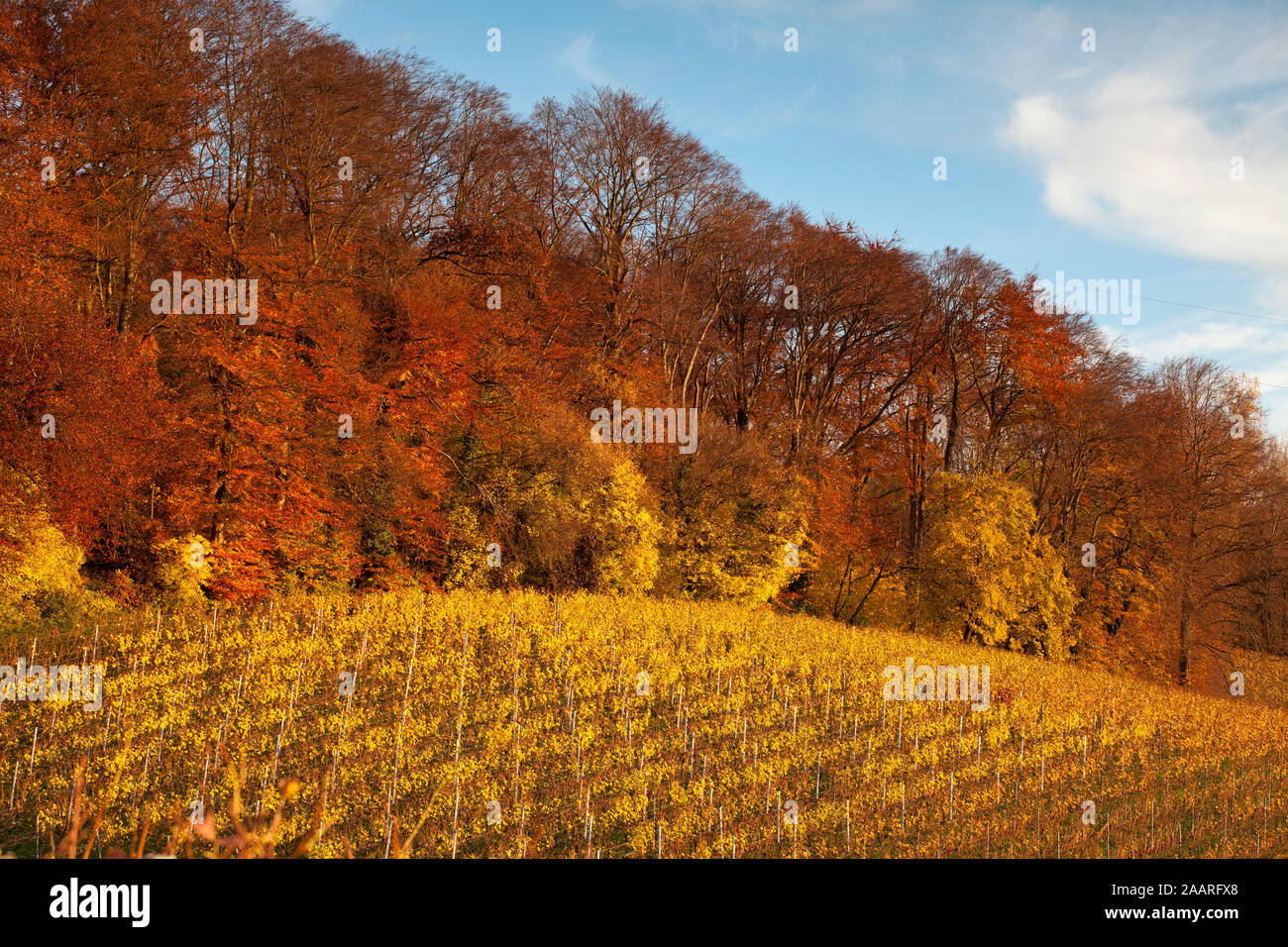 Weinberg am Leimener Steinbruch Stock Photo