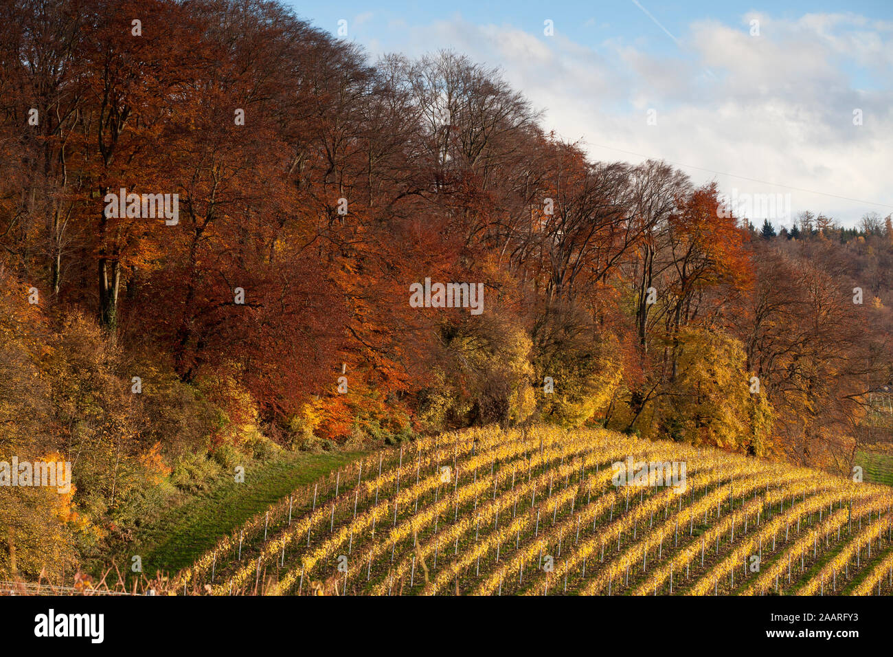 Weinberg am Leimener Steinbruch Stock Photo