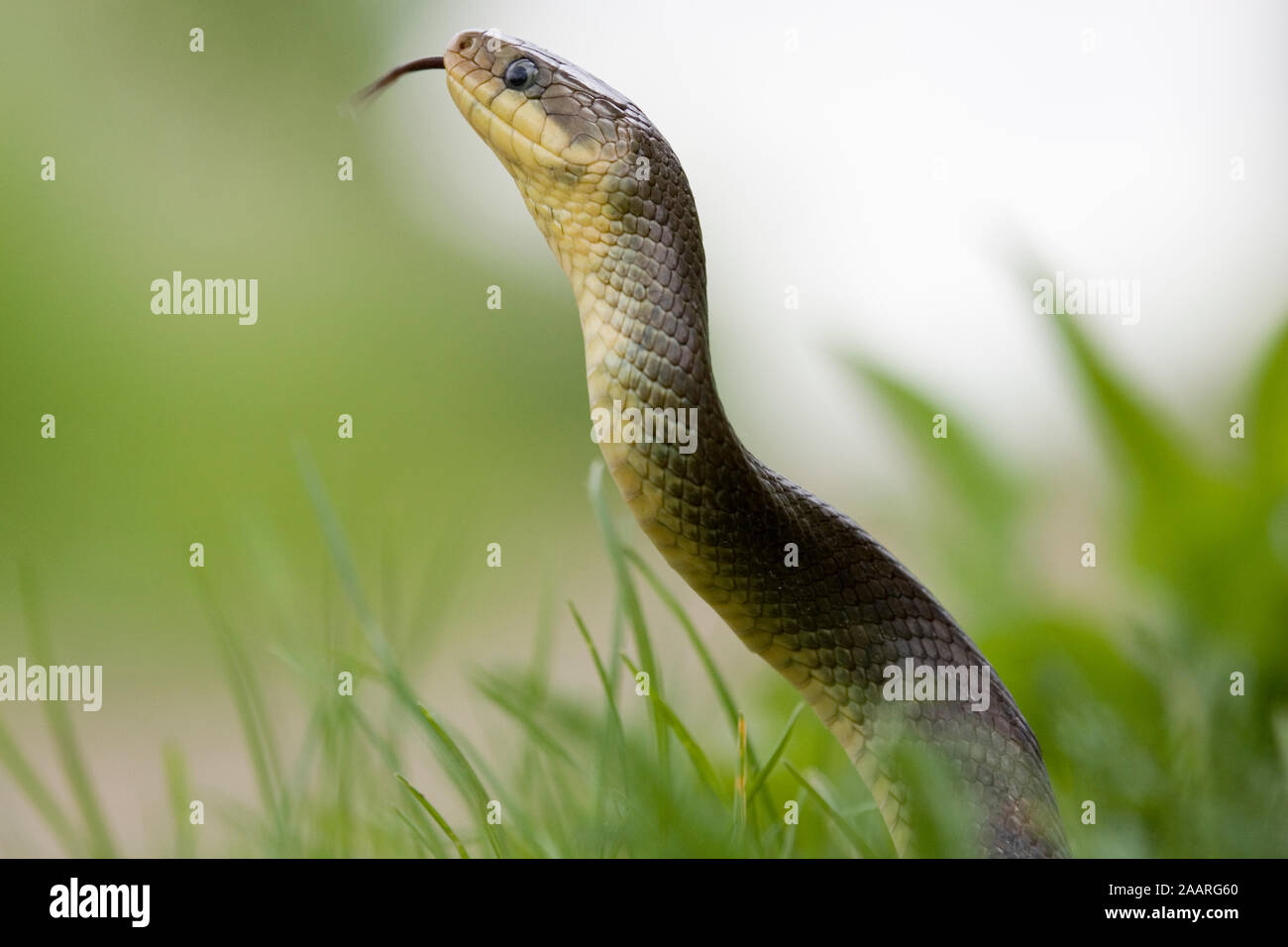 Aeskulapnatter (zamenis longissimus Stock Photo - Alamy