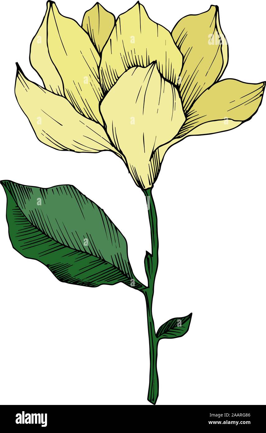 Vector Magnolia floral botanical flowers. Black and white engraved ink ...