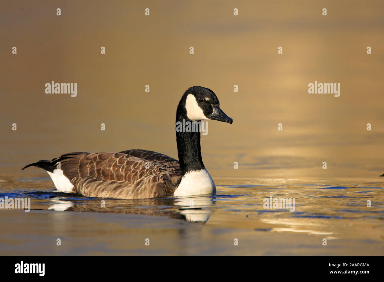 Kanadagans (branta canadensis) Stock Photo