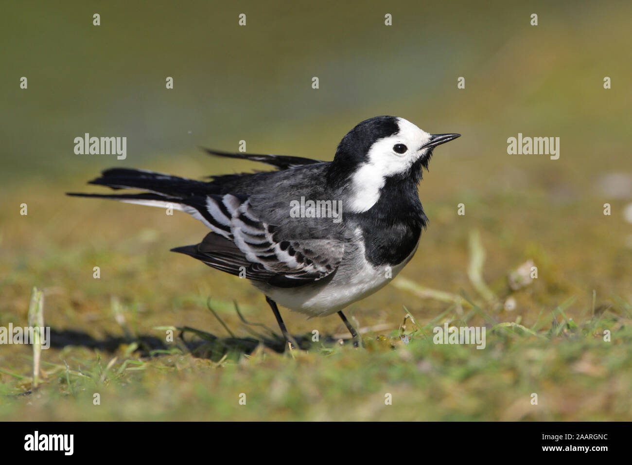 Bachstelze, Motacilla alba Stock Photo