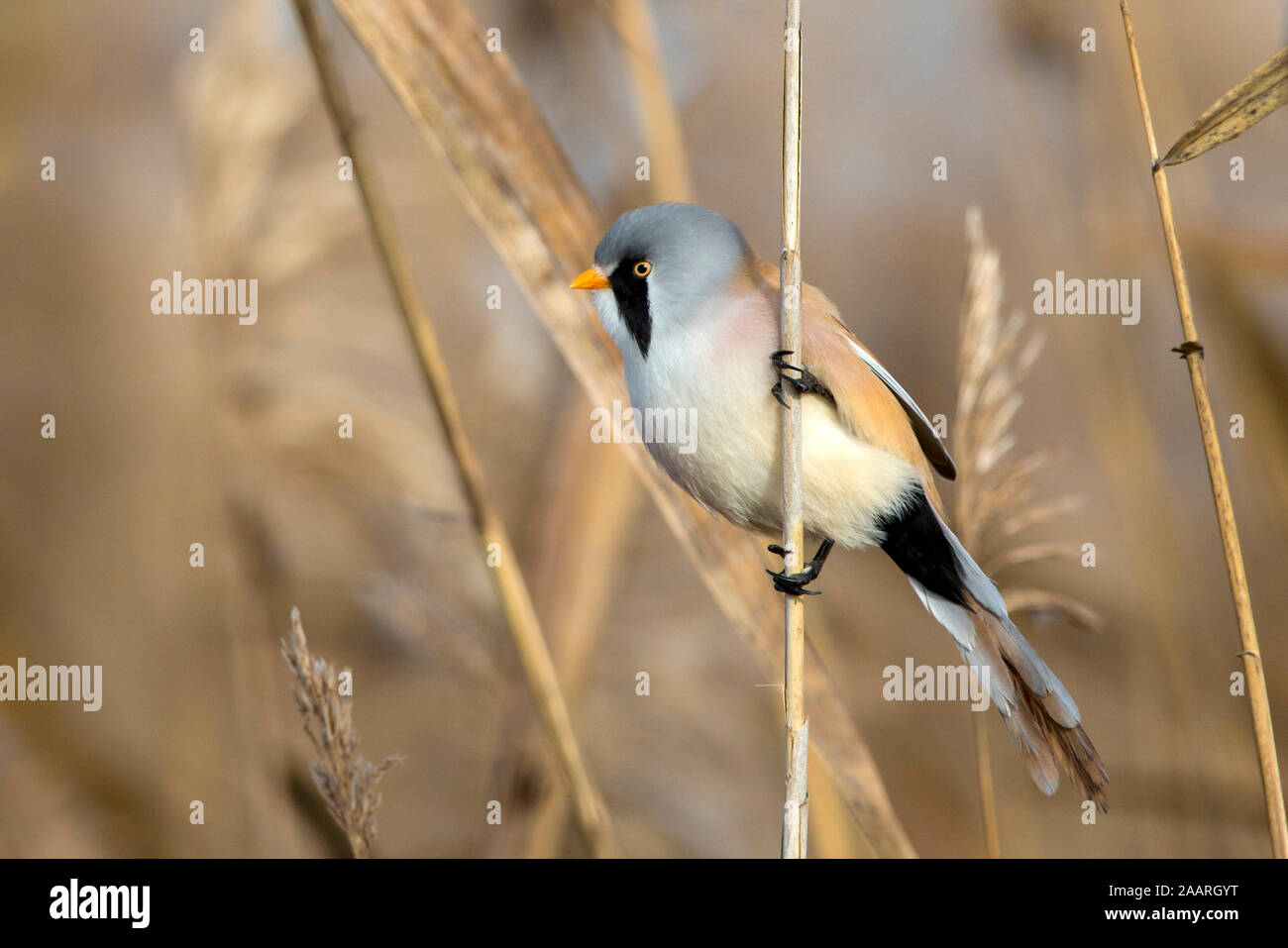 Bartmeise (Panurus biarmicus) Männchen Stock Photo