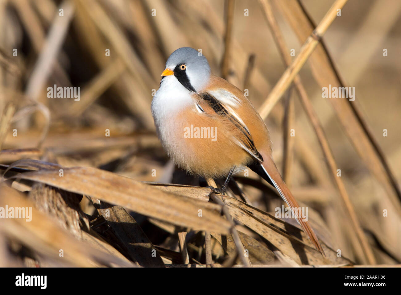 Bartmeise (Panurus biarmicus) Männchen Stock Photo