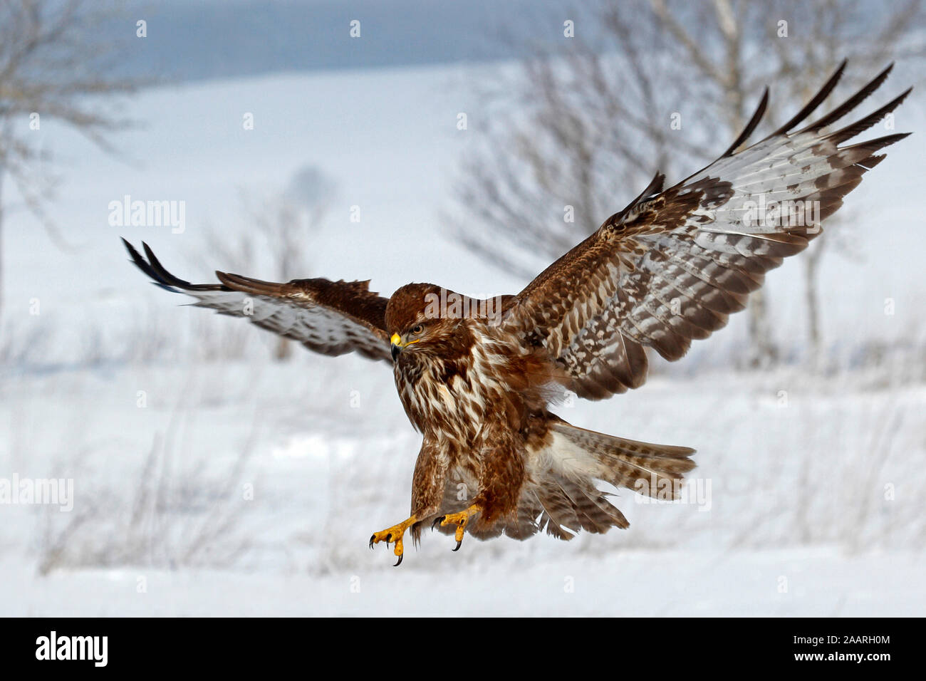 Mausebussard Buteo Buteo High Resolution Stock Photography and Images ...