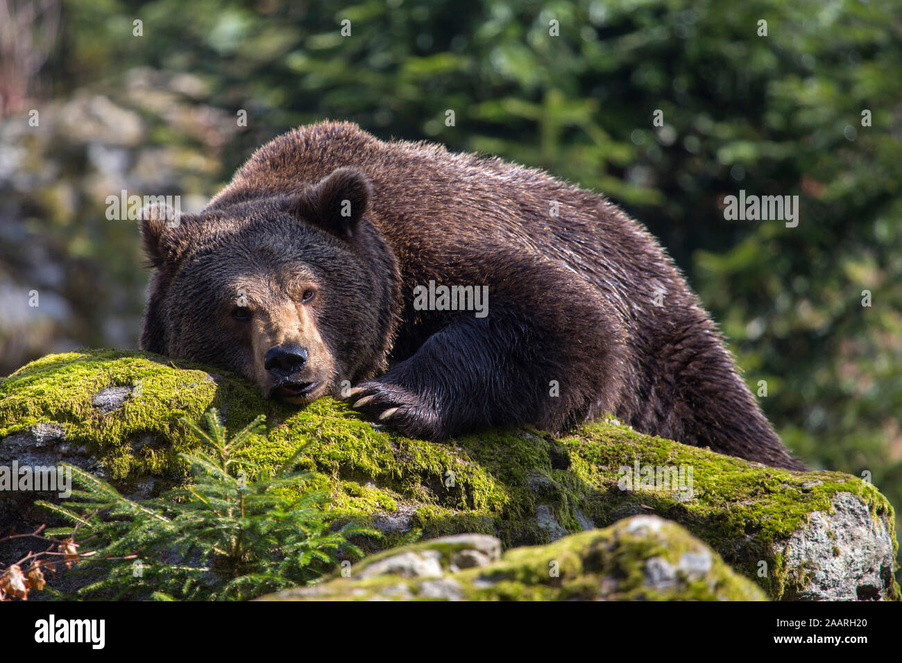 Braunbär (Ursus arctos) Stock Photo