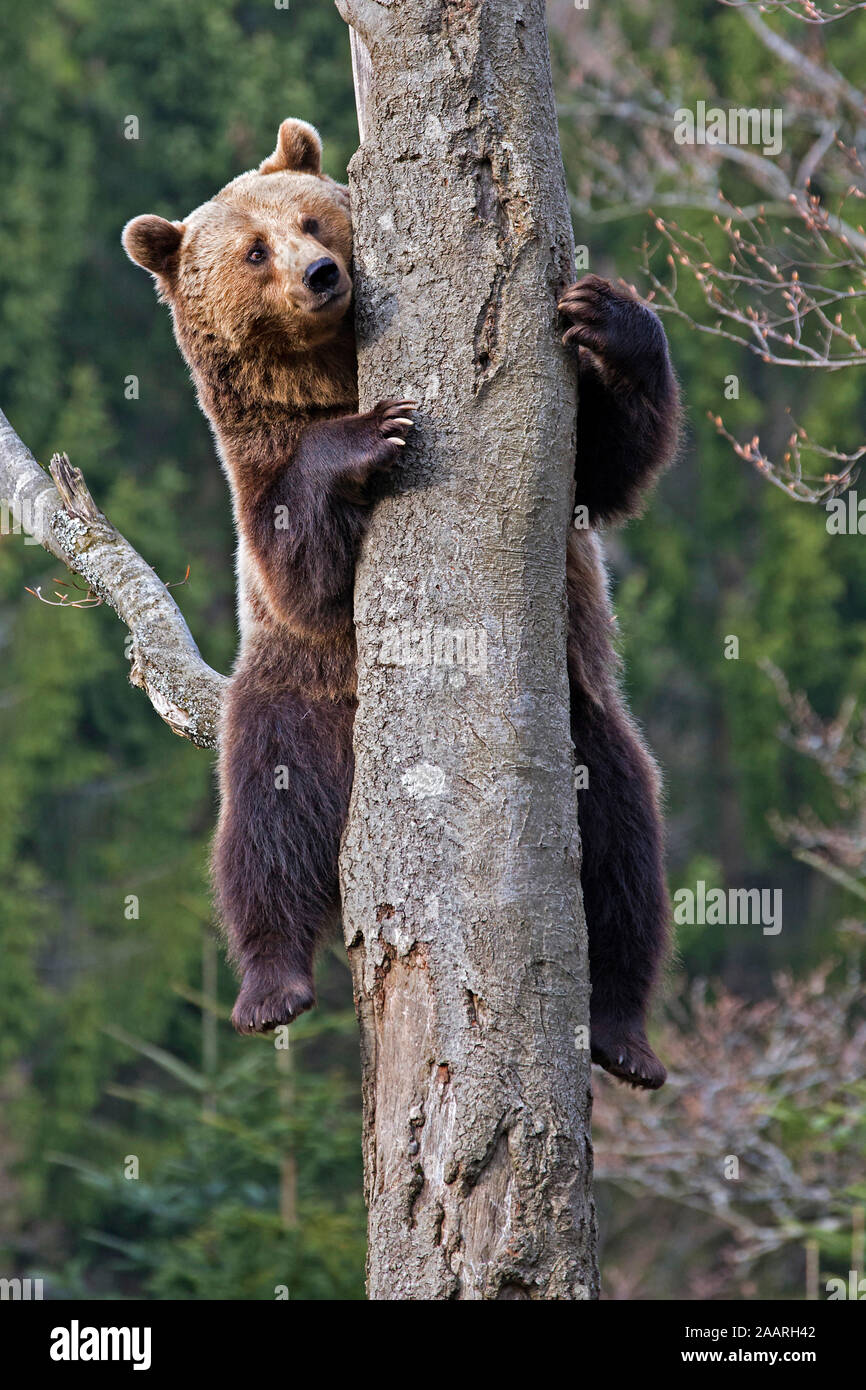 Braunbär (Ursus arctos) Stock Photo