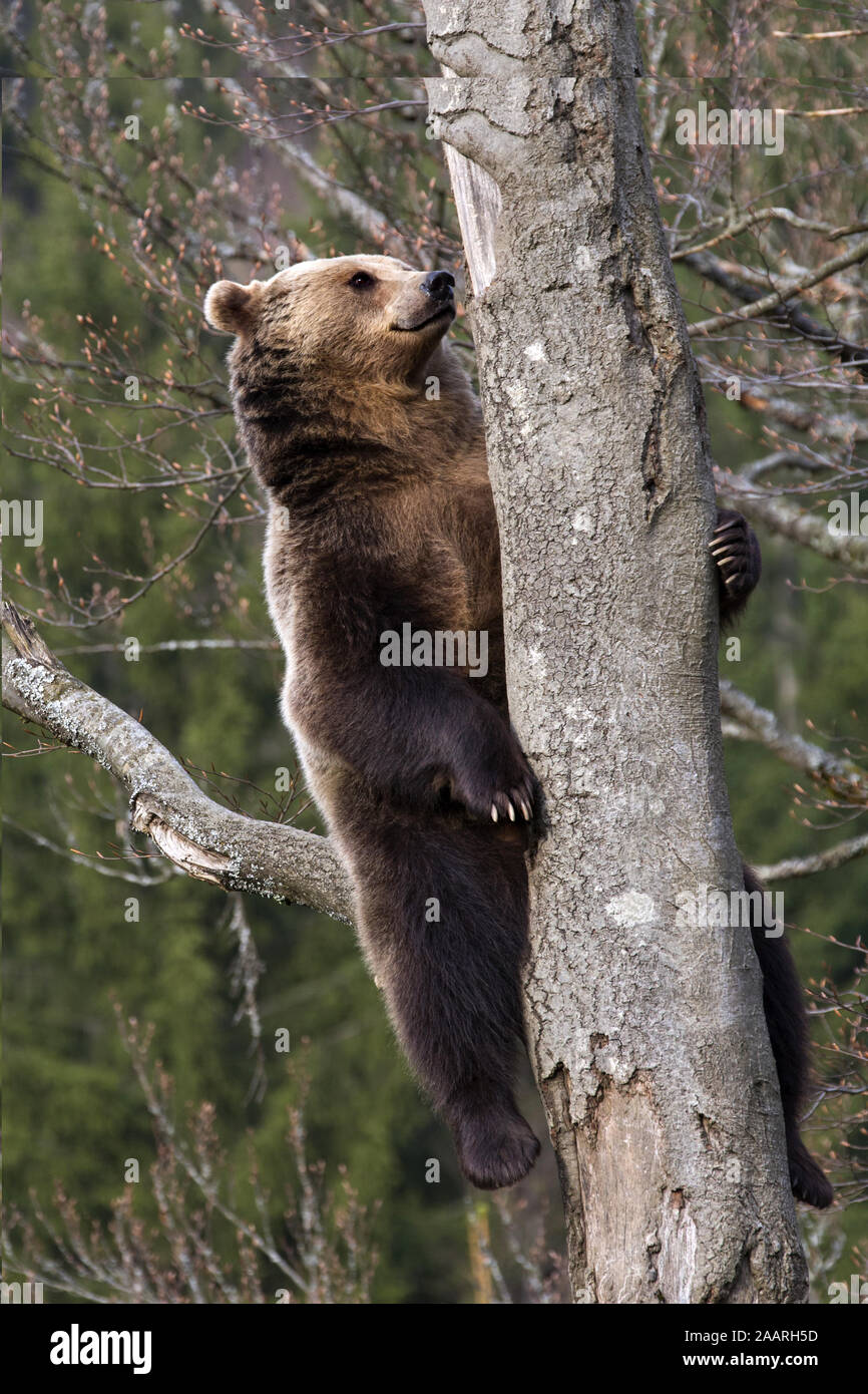 Braunbär (Ursus arctos) Stock Photo