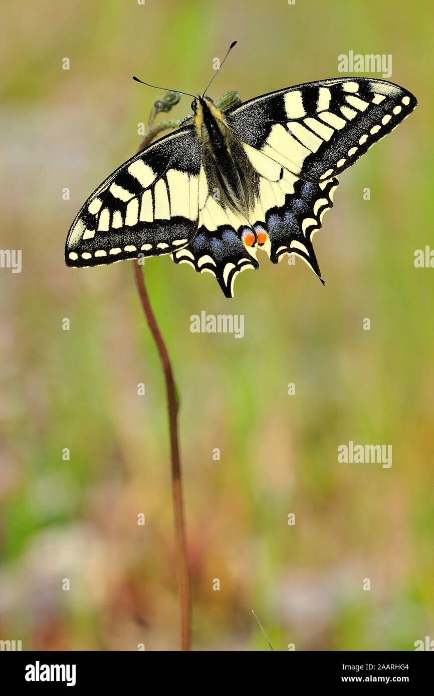 Schwalbenschwanz; (Papilio machaon); Stock Photo