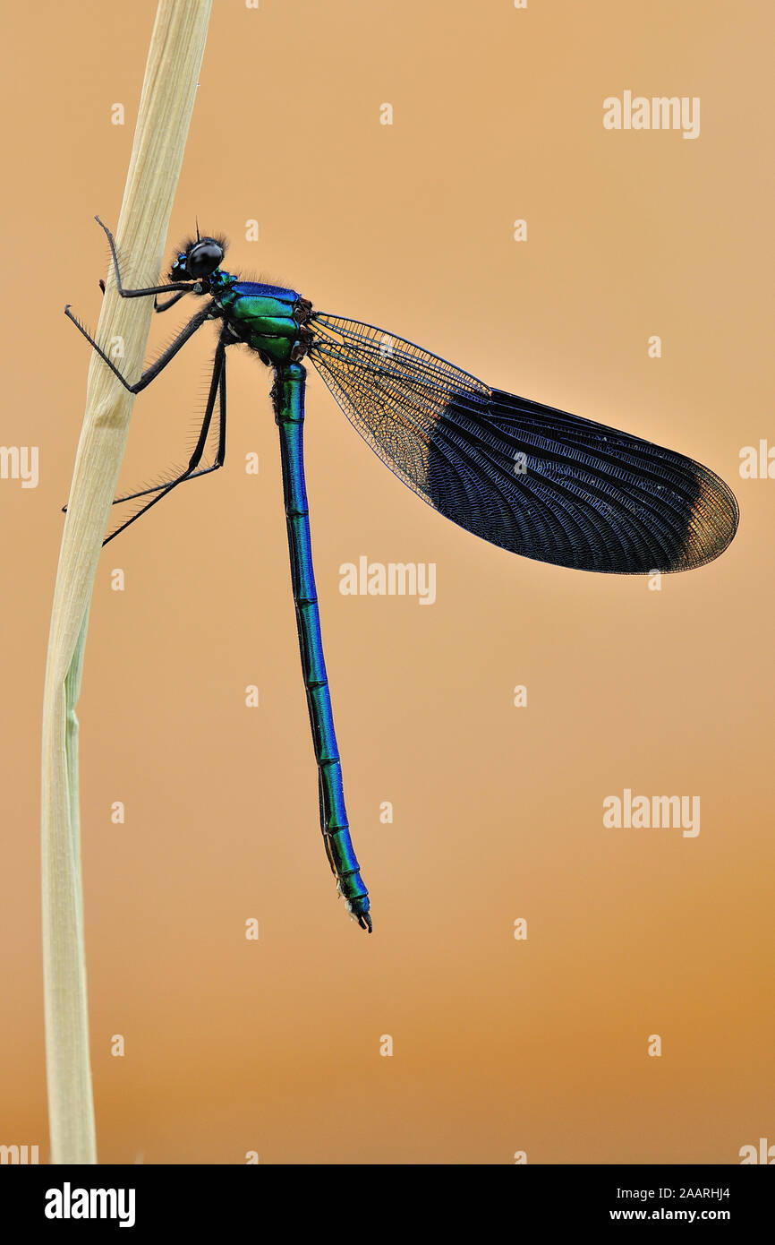 Gebaenderte Prachtlibelle, (Calopteryx splendens); Stock Photo