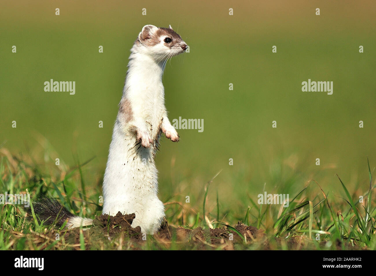 Hermelin; (Mustela erminea Stock Photo - Alamy