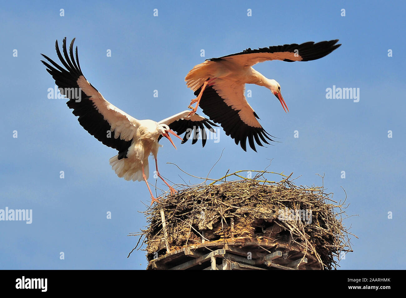 Weissstorch, ( Ciconia ciconia); Stock Photo