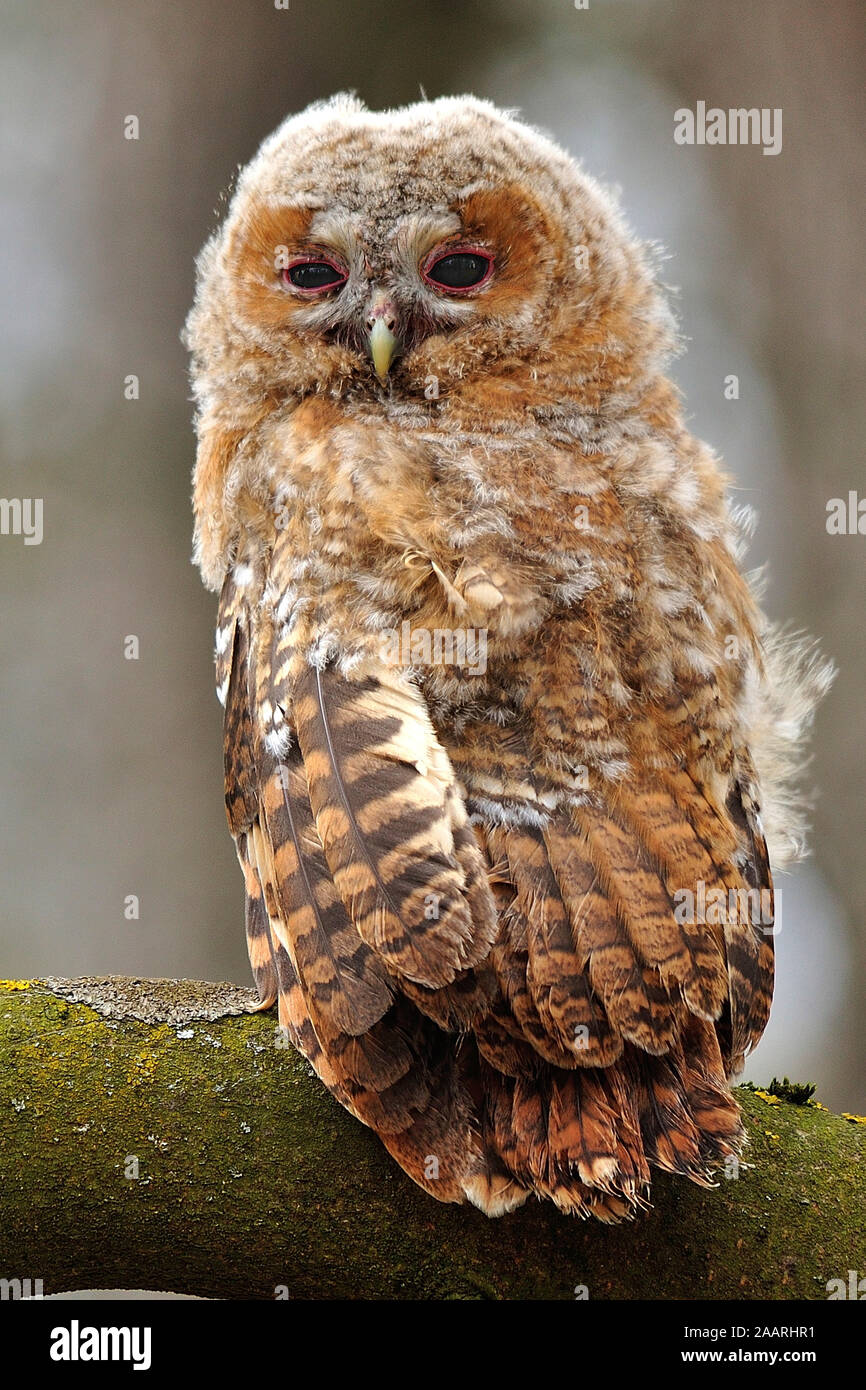 Waldkauz; Tawny Owl; (Strix aluco); Stock Photo
