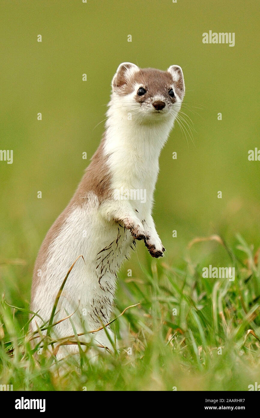 Hermelin; (Mustela erminea Stock Photo - Alamy