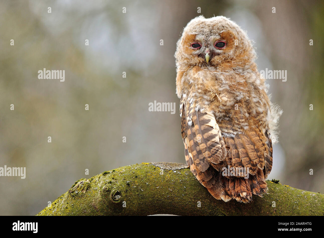 Waldkauz; Tawny Owl; (Strix aluco); Stock Photo