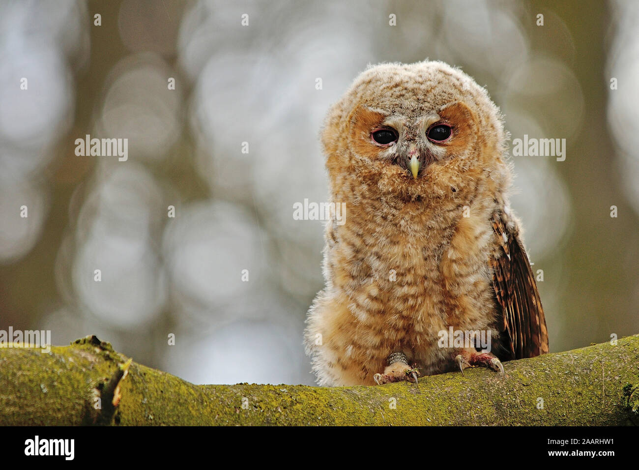 Waldkauz; Tawny Owl; (Strix aluco); Stock Photo