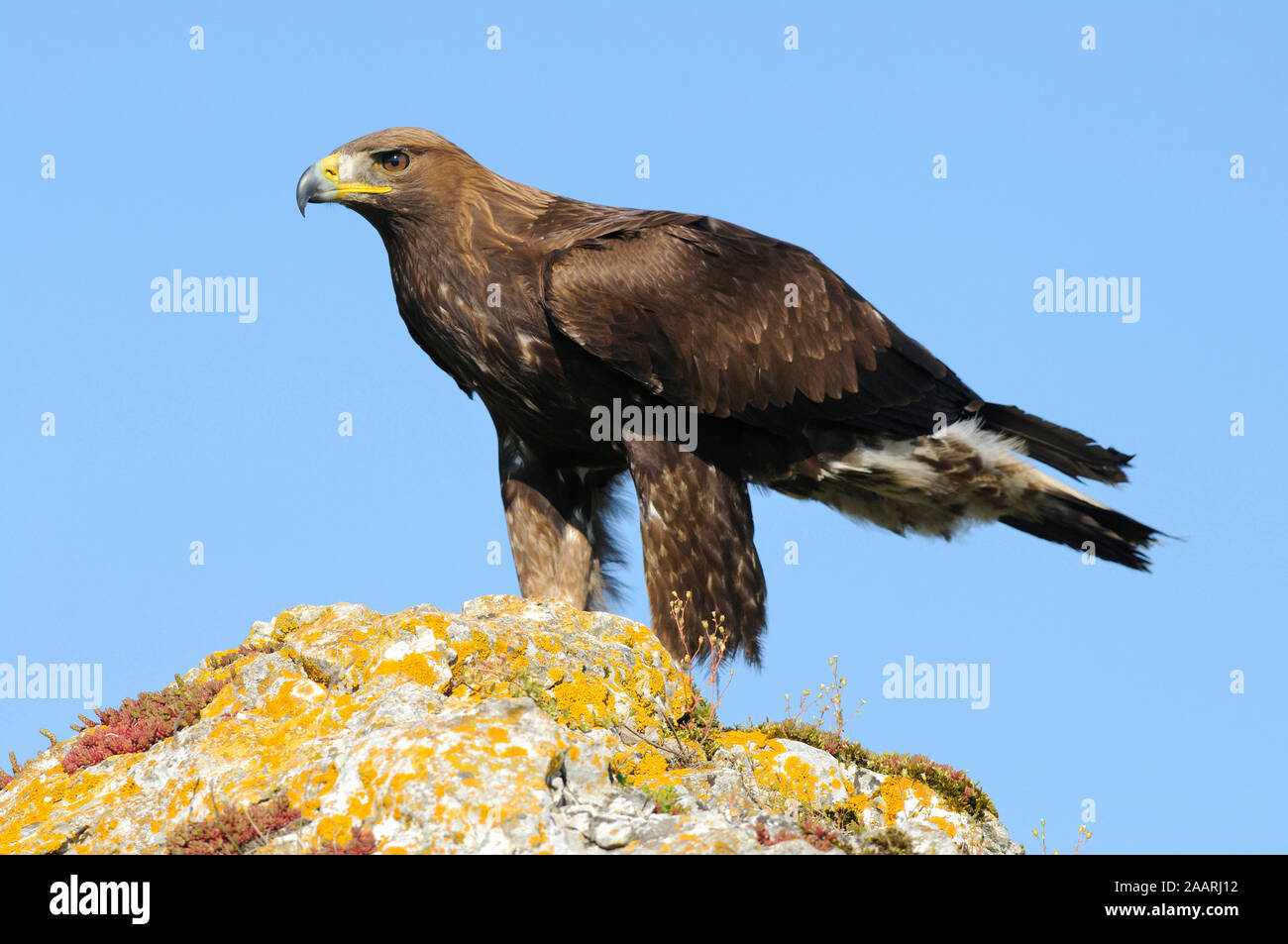 Wachshaut hi-res stock photography and images - Alamy