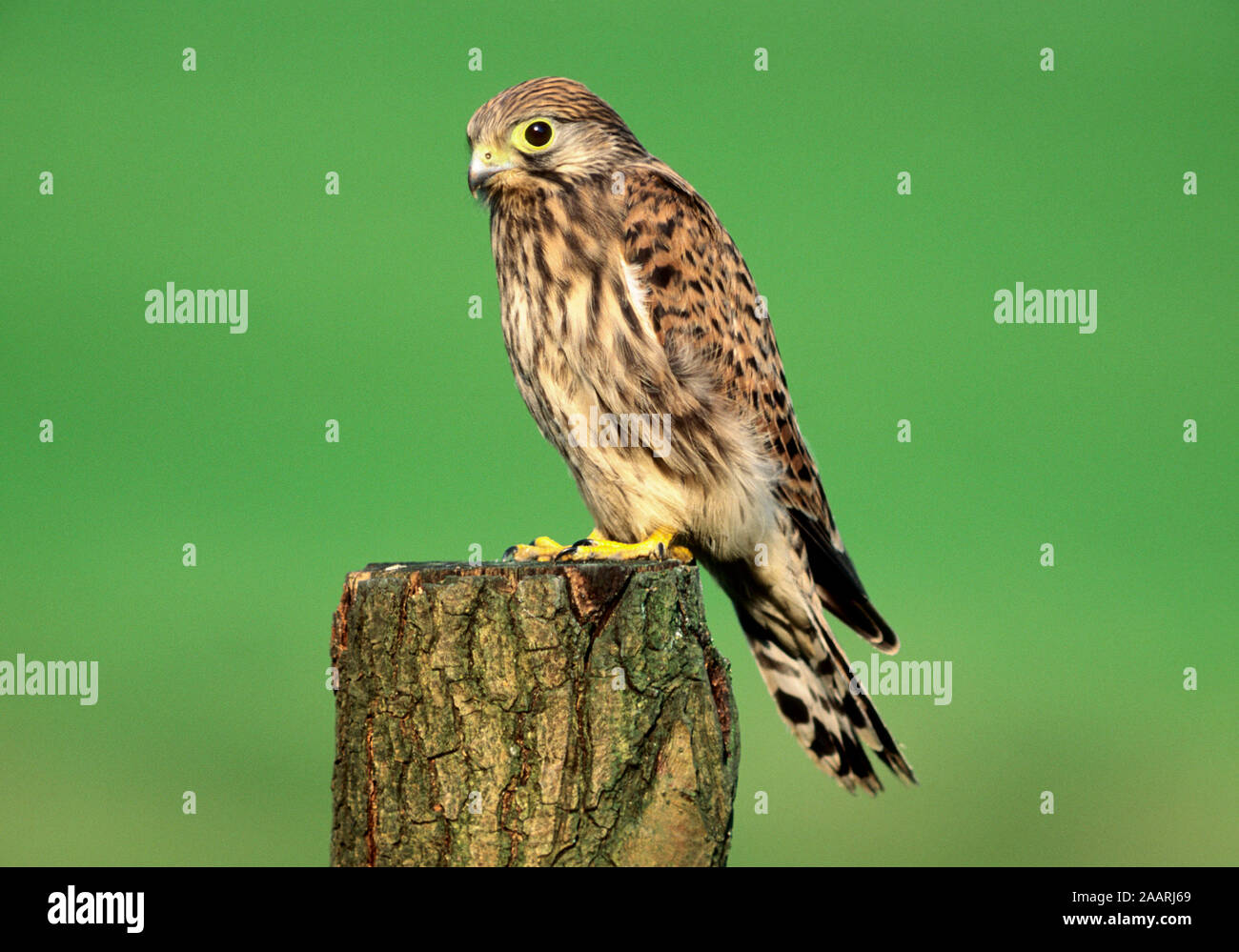 Tier, Vogel, Raubvogel, Greifvogel, Falke, Turmfalke, Falco tinnunculus, Stock Photo