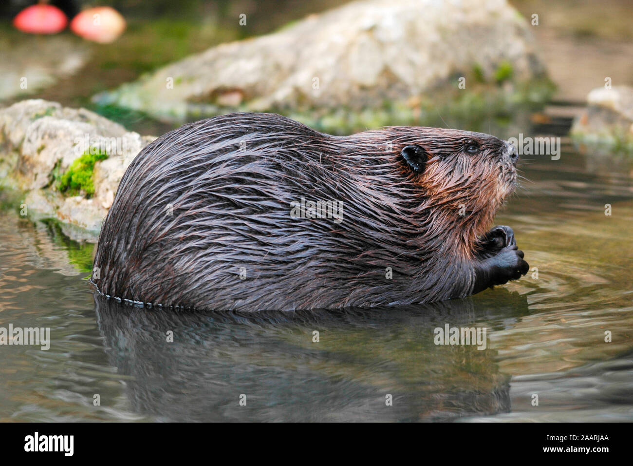 Young canadian beaver hi-res stock photography and images - Alamy