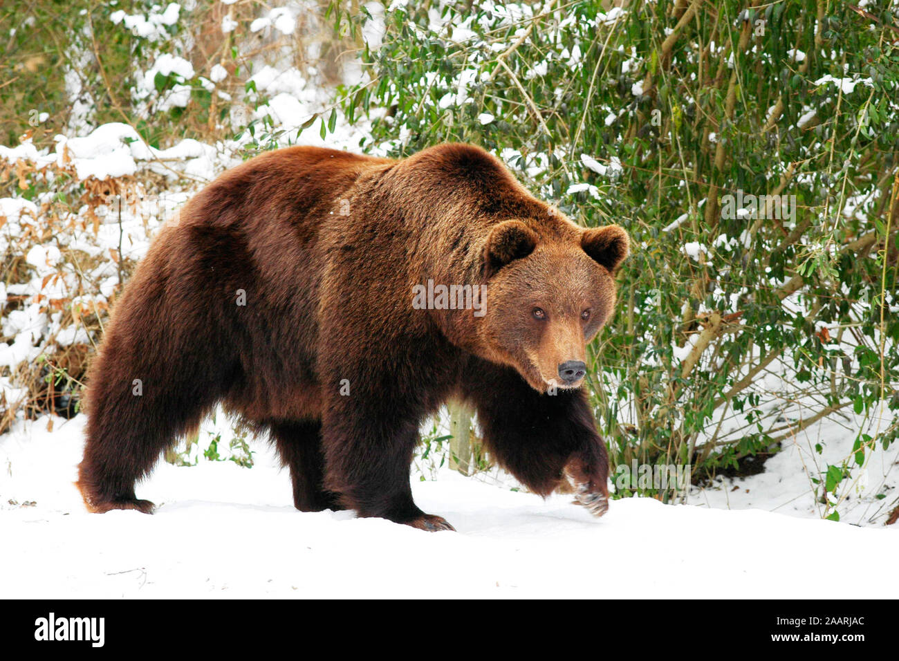 Tiere, Saeugetiere, Baeren, Baer, European Brown Baer, Europaeischer Braunbaer, (Ursus arctos), laeuft im Schnee, Stock Photo